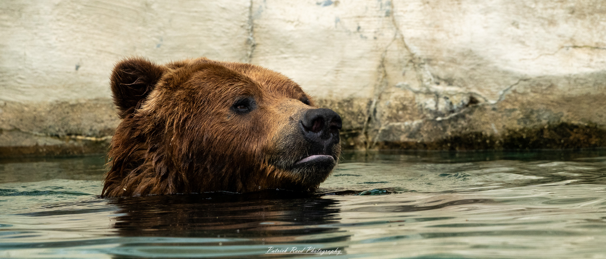 Grizzly bear swimming in pool at the Detroit Zoo's outdoor habitat